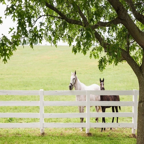 6 white horse fences 6 white horse fences